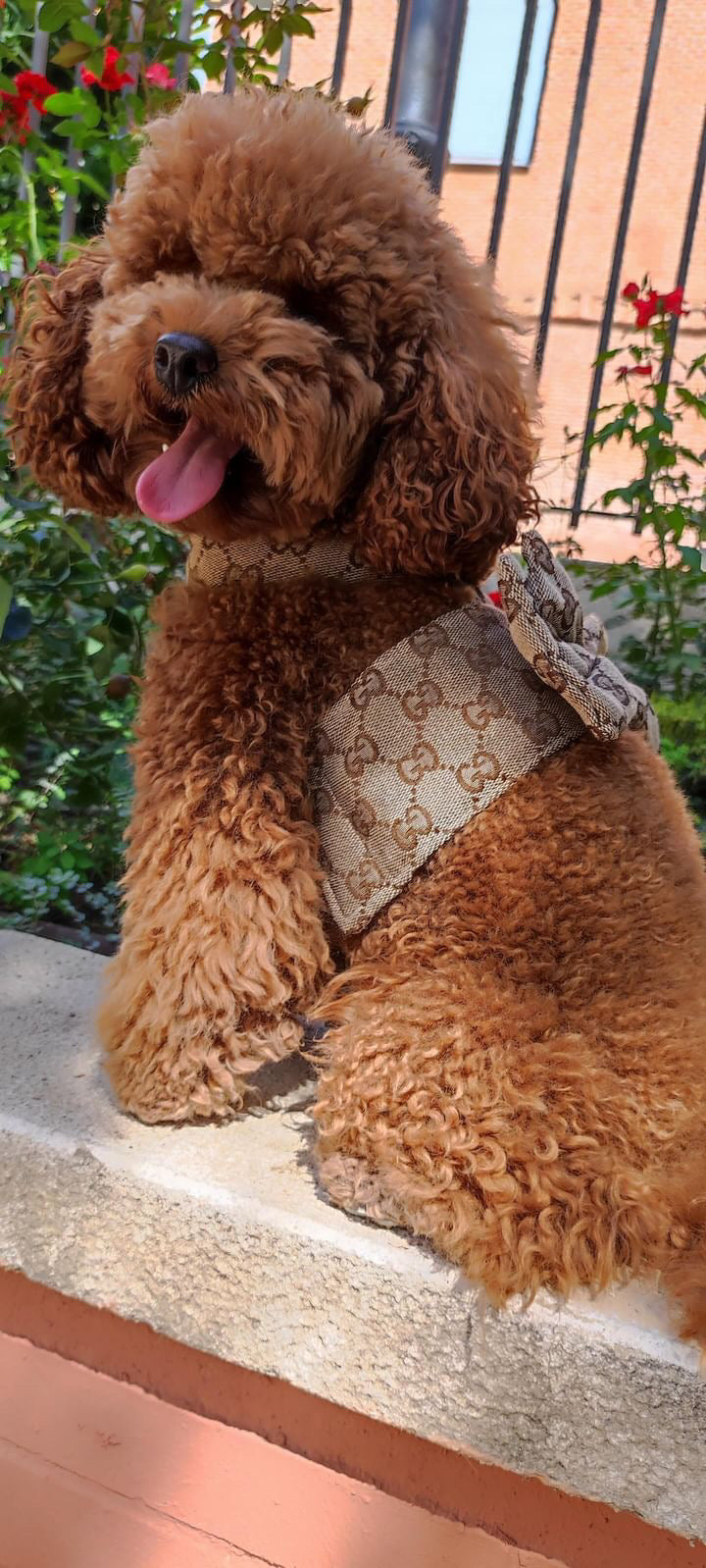 POMY BOW HARNESS