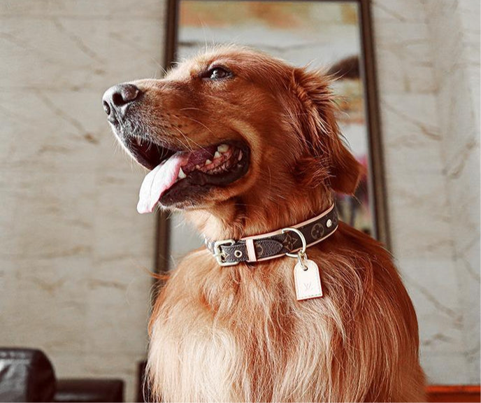 AMELIA Dog Collar & Leash